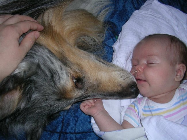 Pes a dítě v jedné domácnosti - Mladý pes si zvykne na děti snadno, u staršího to může být komplikovanější.