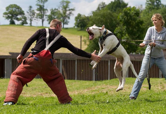 Sportovní obrany nejsou agresí psa vůči člověku jako takovému, ale k ulovení kořisti (rukávu, peška).