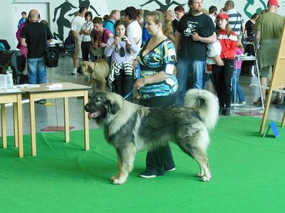  Mezinárodní výstava psů České Budějovice