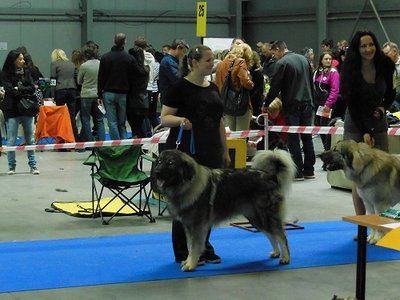  Mezinárodní výstava psů Praha Dog Expo