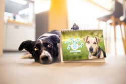  Život očima psů: Charitativní kalendář 2020