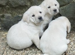  Labrador nádherní kluci s PP ihned k odběru