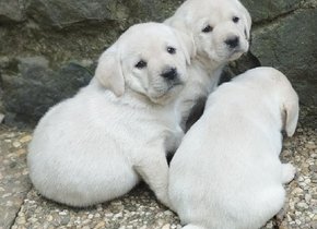  Labrador nádherní kluci s PP ihned k odběru