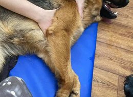  Fyzioterapie psů