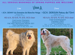  Pyrenejský horský pes s PP - štěňátka k odběru na jaře 2023