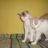  Kočičky Anička a Eliška