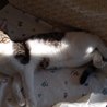  Půlroční kočička z Hracholusk