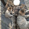  5 koťat