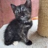  Kotě - černorezavá kočička