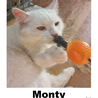  Monty