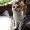  Kotě - tříbarevná kočička