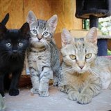  Koťata k adopci