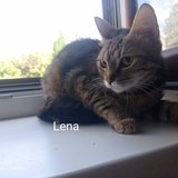  Lena a Leny hledají domov - společně i zvlášť