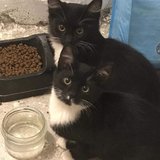  Tři koťátka ze stavby