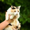  Kočička Jůlinka