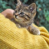  Koťátka k adopci