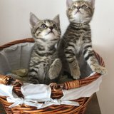  Dva kočičí sourozenci