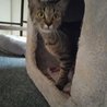  Kočička Lucinka a její smutný příběh