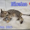  Nicolas