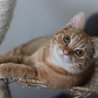  Lekki ❤ nejmazlivější zrzavé koťátko ❤