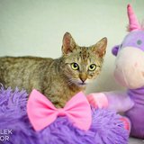  Cuddly – mazlivá unicornka – milé koťátko