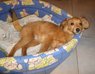 Pool štěně jezevčíka k adopci