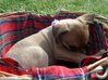 Kiki, štěně kříženka čivavy, jezevčíka