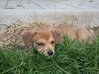 Kiki, štěně kříženka čivavy, jezevčíka