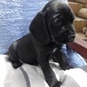  Překrásný , černočerný Rufus - Rufusek maličký vojevůdce :-)