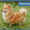  Chico