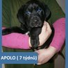  Apolo