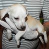  Malinkatý psí rošťáček Imon hledá domov a miniaturní pelíšeček :-)