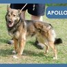  Apollo