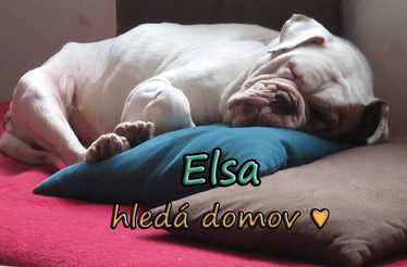 ♥ ELSA HLEDÁ DOMOV ♥