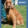 Bruno