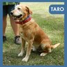  Taro