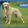  Hubert