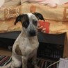  Hope -4měsíční štěně