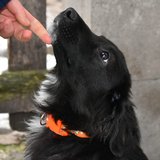  Oskar -týrané 3měsíční štěně