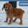  Valdemar