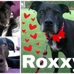  Roxxy