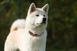 7.10.2018 - nové fotografie - Aram je při prvním kontaktu opatrný, rezervovaný pes. Je to mladé zvíře, nejspíše kříženec Akita-Inu, čeká na milovníka těchto plemen.  (fotografie + info dobrovolníci)