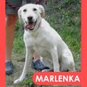  Marlenka