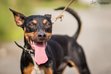 pinč RASTY - Pomoc psům Novojičínsko