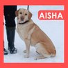  Aisha