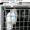  Andulka - papoušek