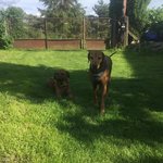  Lucky pes X RR k adopci - 4 roky Třeboň