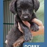  Dobby