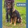  Arwin