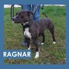  Ragnar